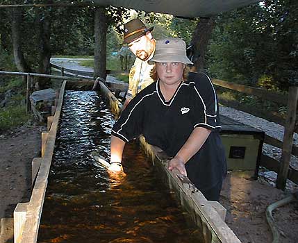 Guldströmmare